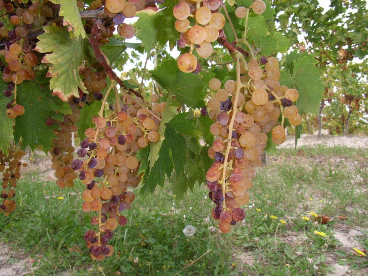 Agriturismo Rupestr Canelli Εξωτερικό φωτογραφία